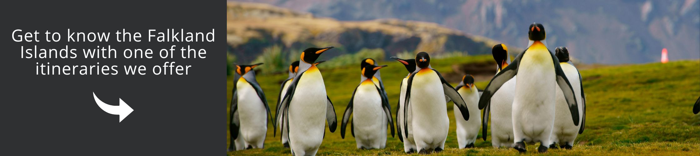 Visit the Falkland Islands with one of our itineraries