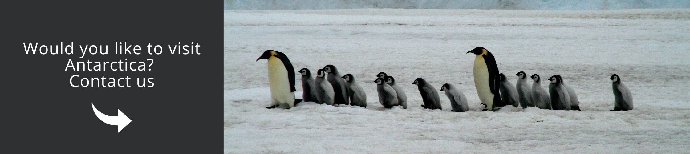 Visit Antarctica with us