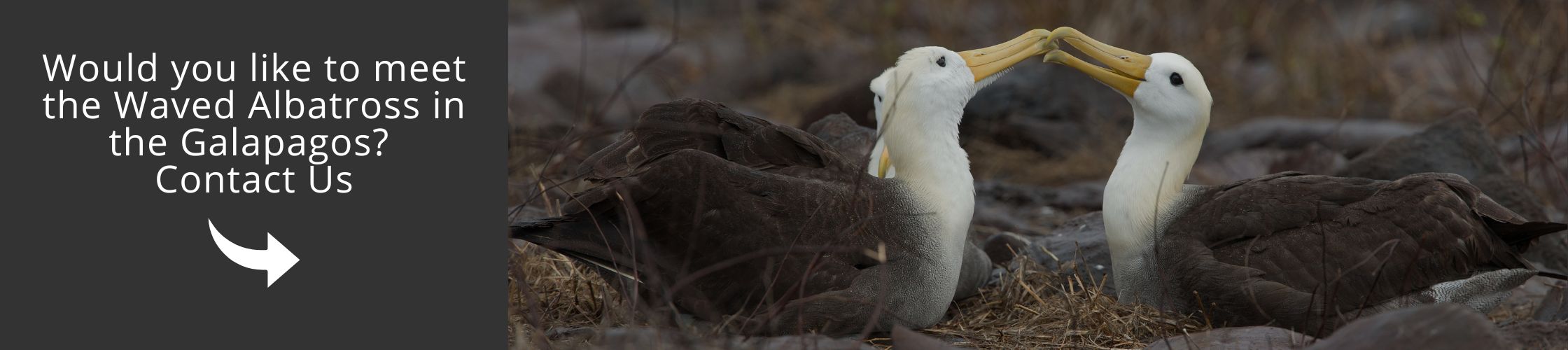 Visit Galapagos with us