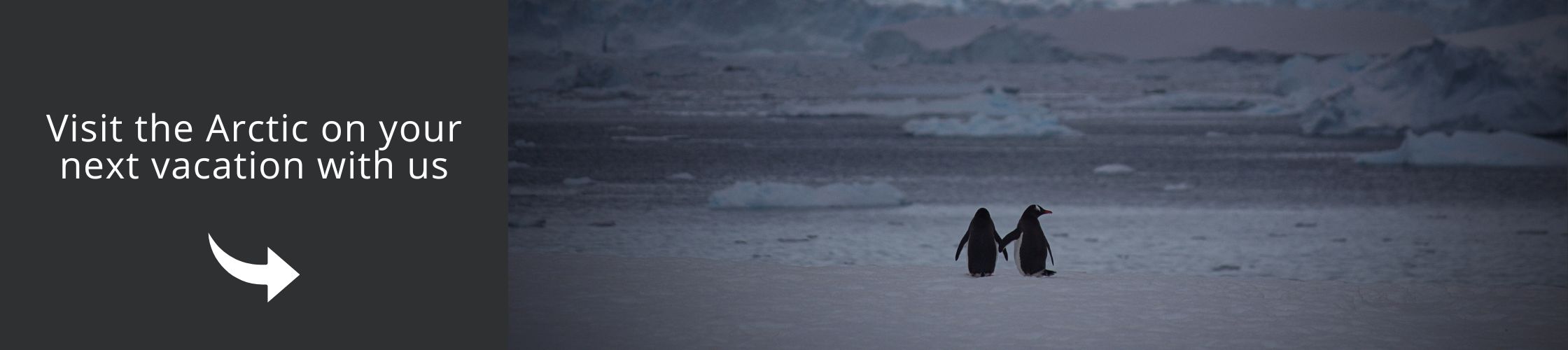 Visit Arctic with us