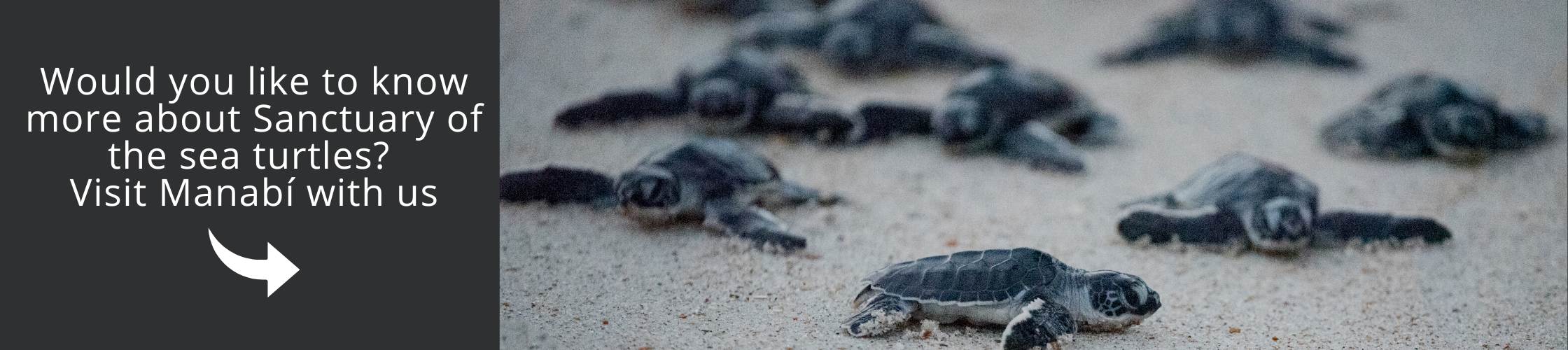 The Sanctuary Of Sea Turtles In Manabí