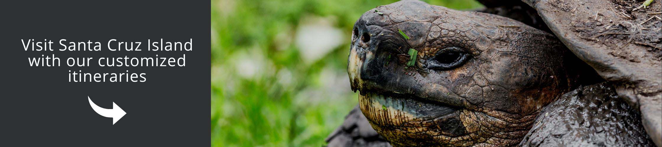 Visit Santa Cruz and see giant tortoises