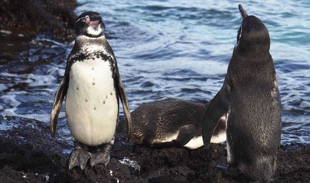 Bartolome island | Galapagos Penguins