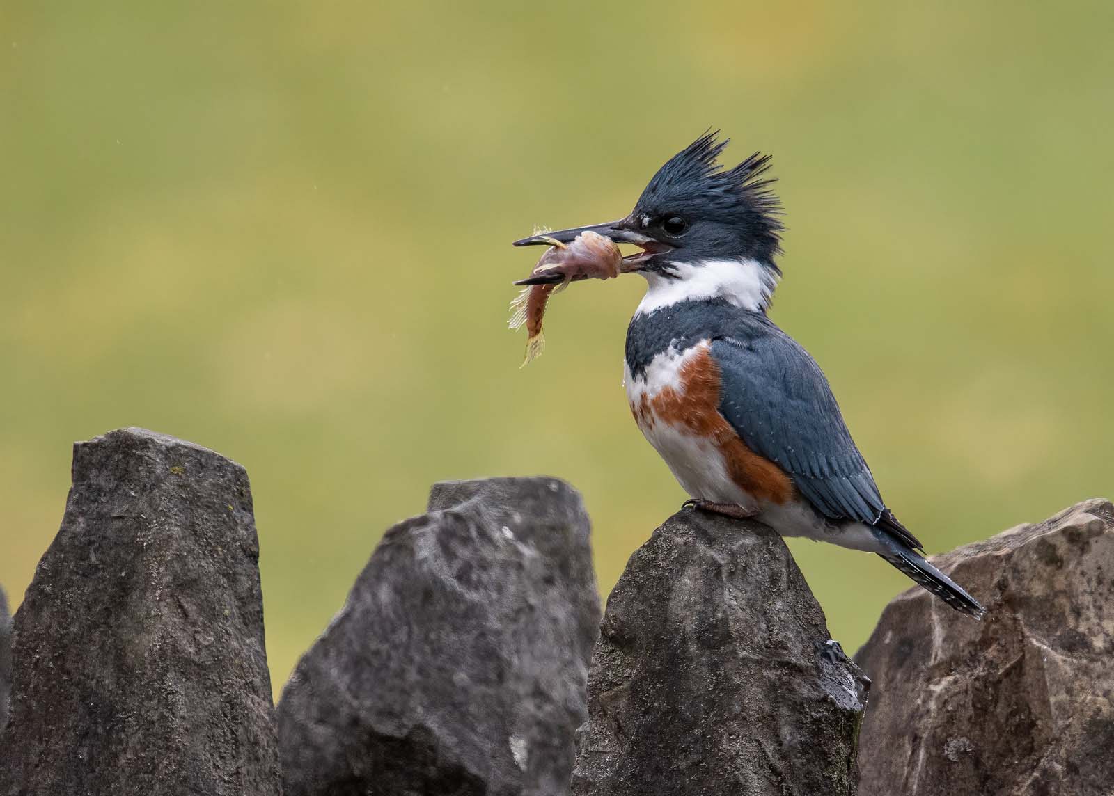 Belted Kingfisher | Galapagos