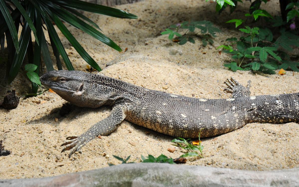 Black-Throat Monitor