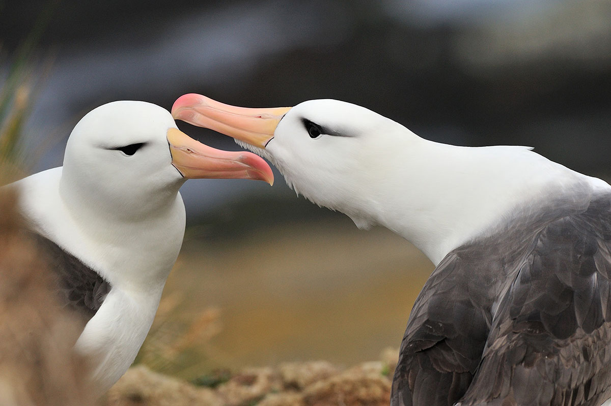 Black browed Albatross | Falkland Islands