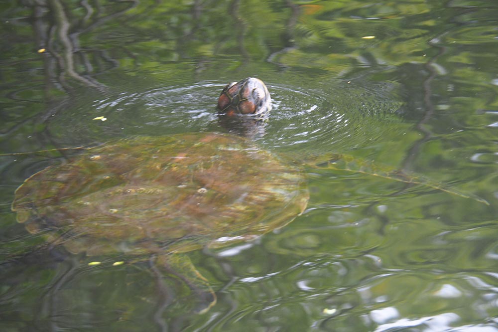 galapagos sea turle