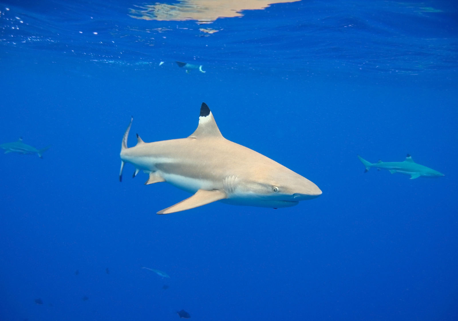 Blacktip Reef Shark | Galapagos Shark Safari: Dive into an underwater wonderland