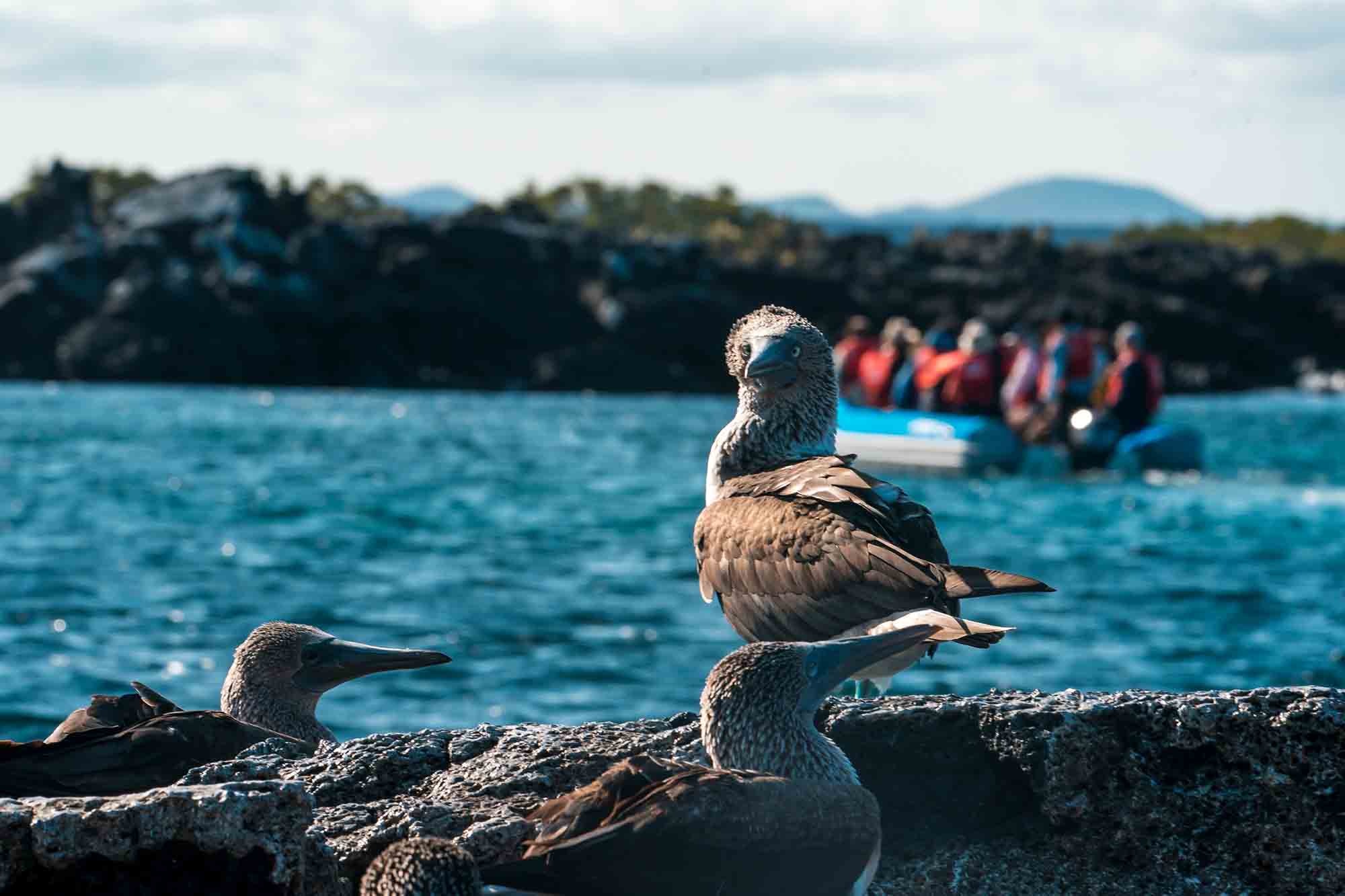 Blue footed booby | Galapagos Islands