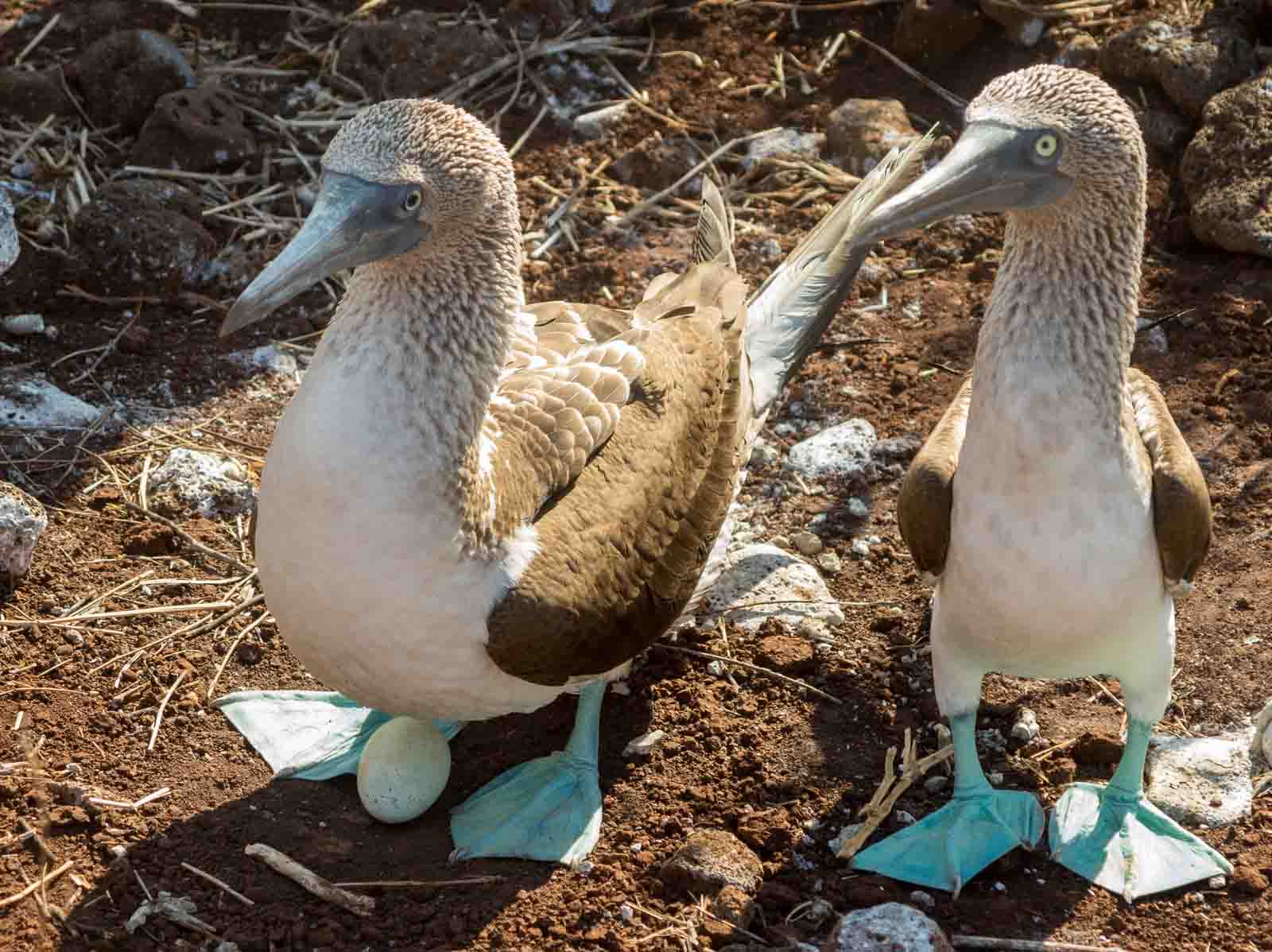 Blue Footed Booby | Nesting Site | Galapagos Islands