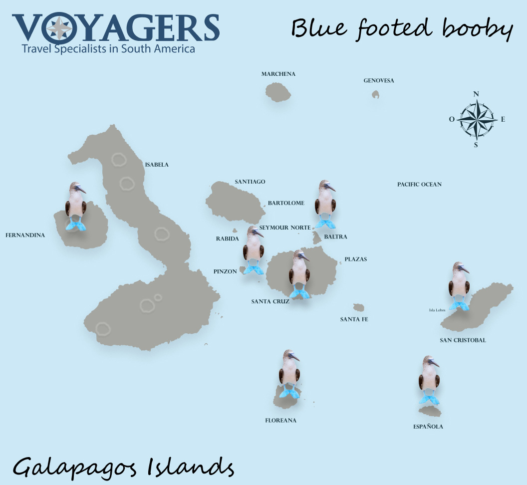 Blue footed Booby Map | Galapagos Islands