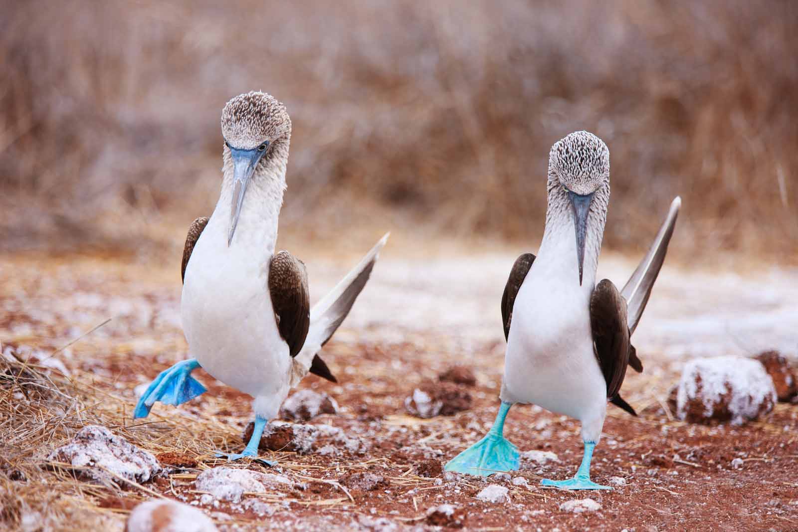 Blue Footed Boobies | Mating Signals | Galapagos Islands