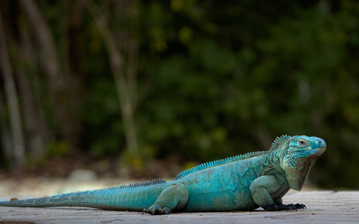Blue Iguana
