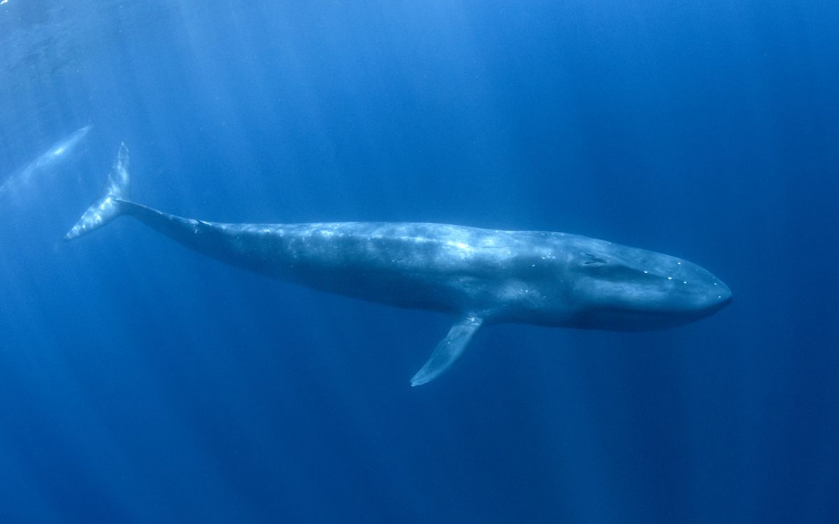 Bryde’s Whale