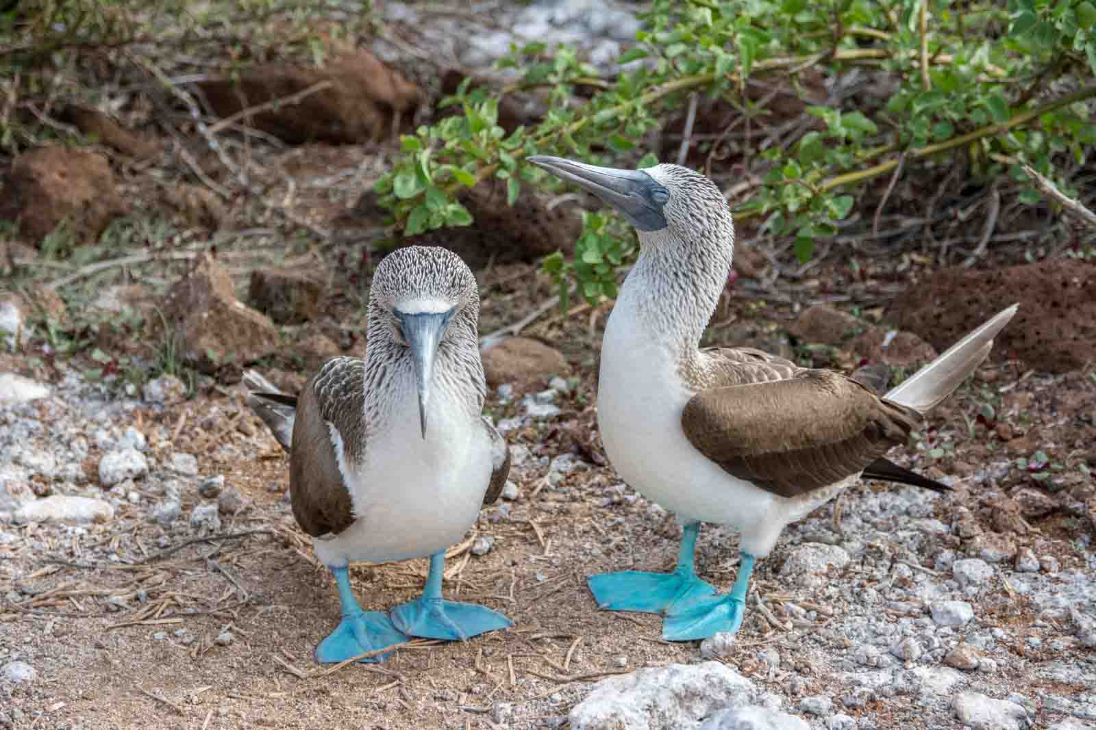 Blue footed boobies | Galapagos Islands