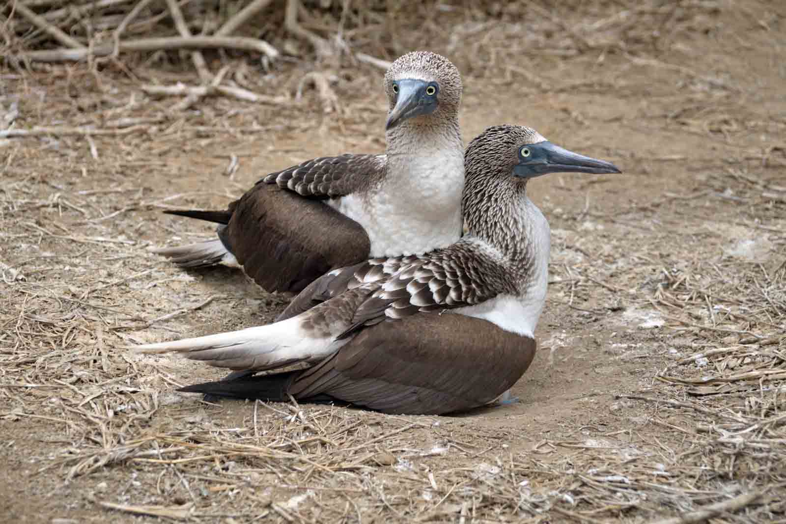 Blue footed boobies nest | Galapagos Islands
