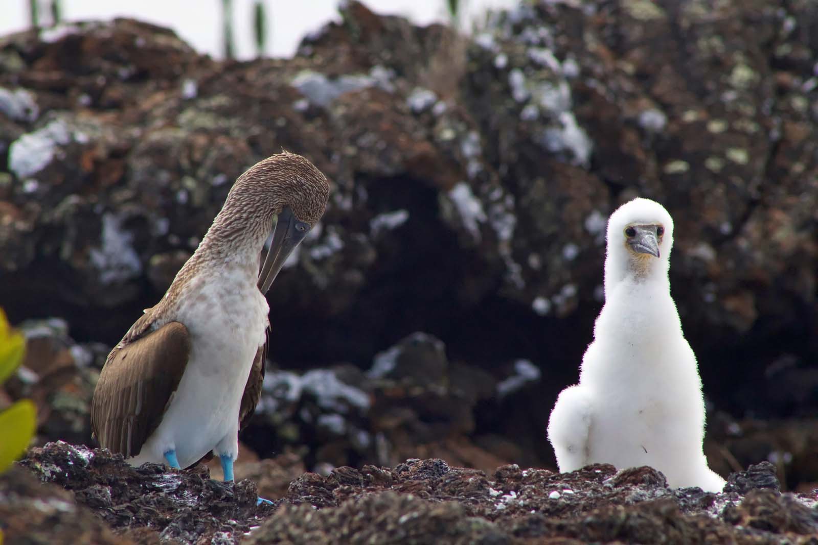 Blue footed Booby and baby | Galapagos Islands