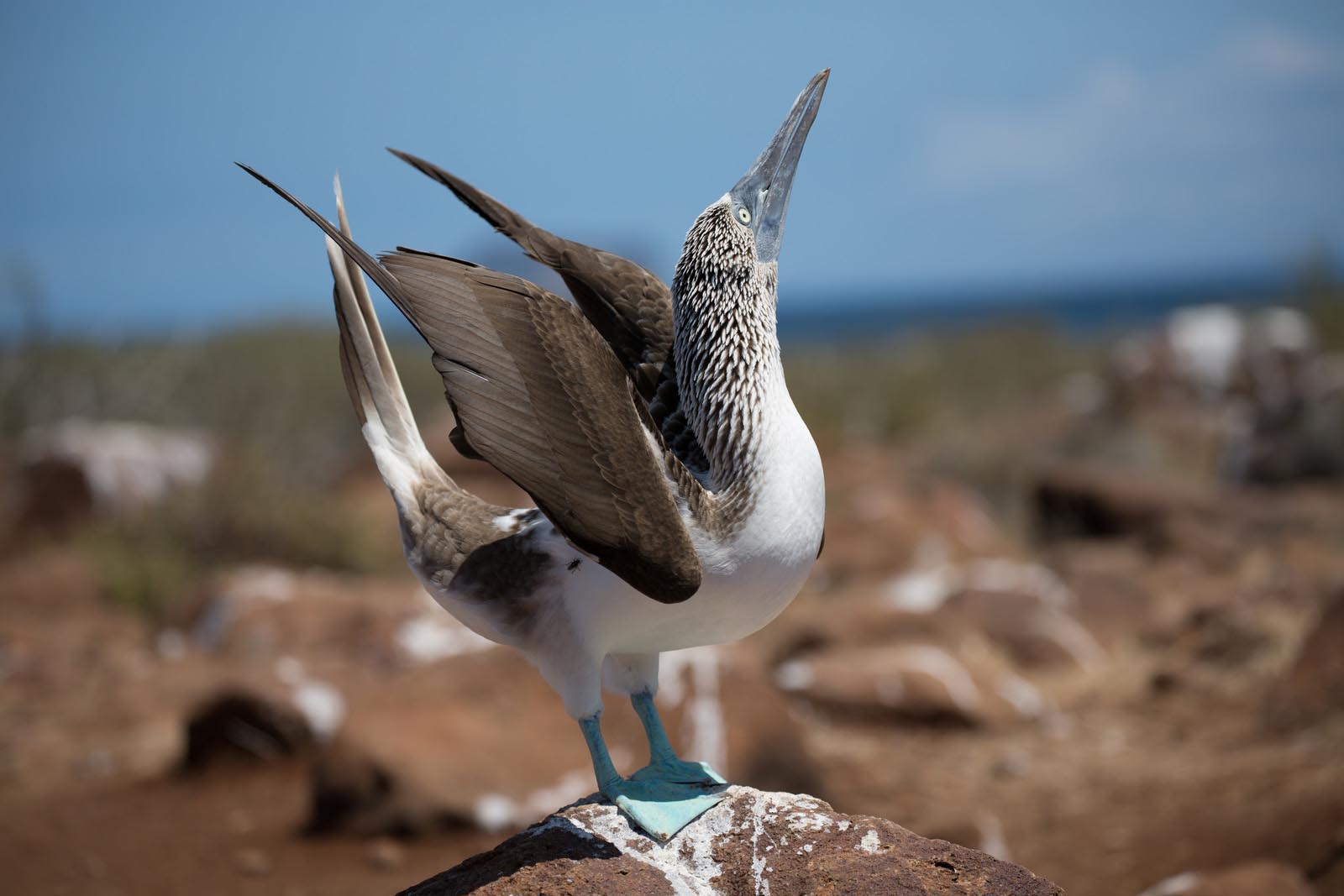Blue Footed Booby | Mating Dance | Galapagos Islands