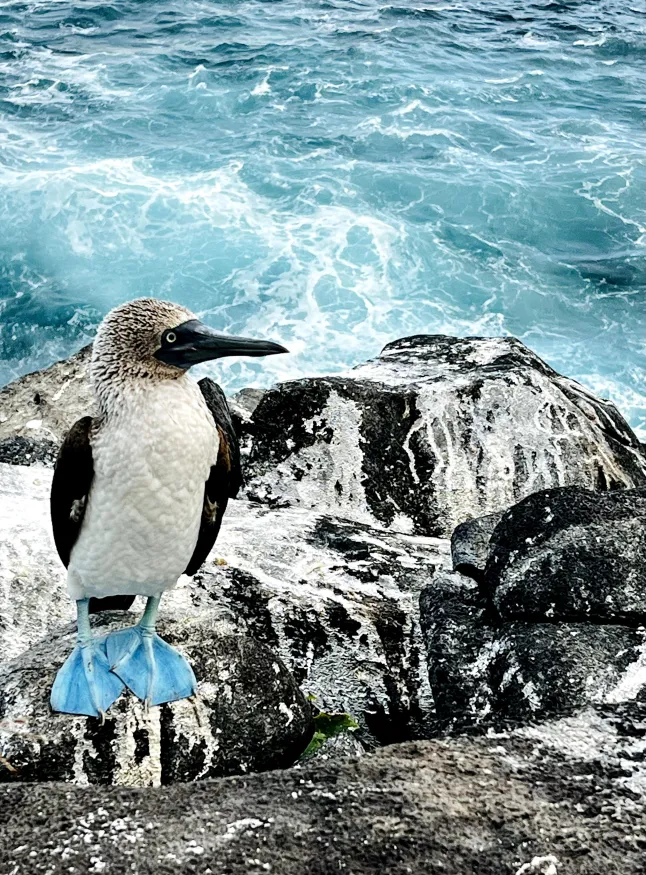 Blue footed booby | Galapagos