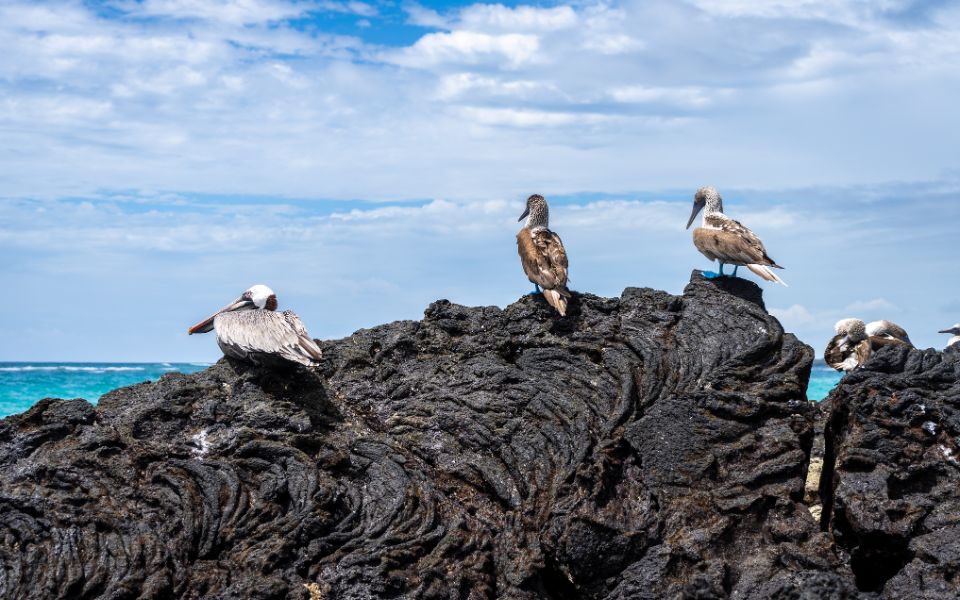 Blue-footed and pelican on volcanic rocks | Isabela Island | Canva |  Daboost: