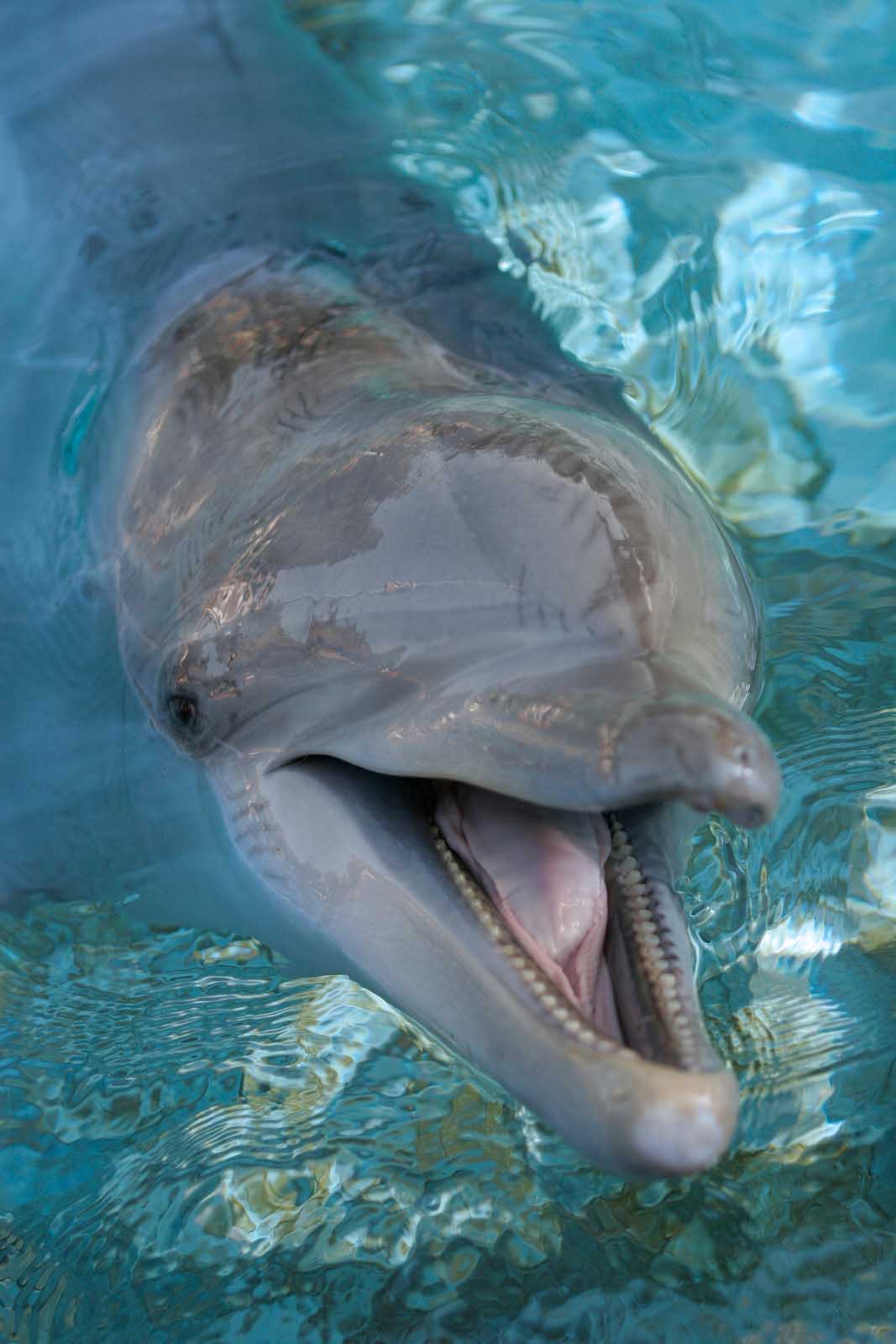 Bottlenose Dolphin | Galapagos