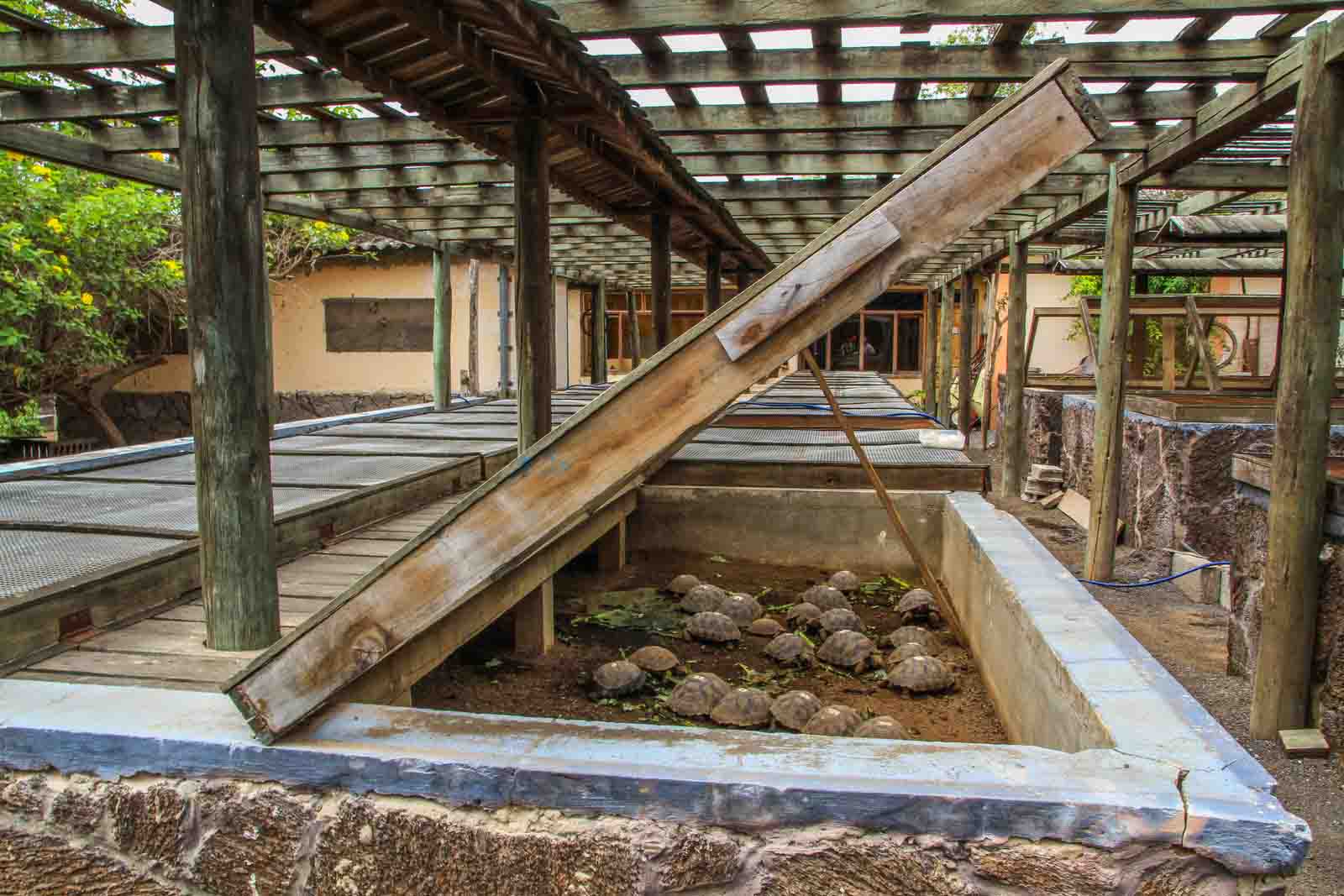Breeding station for galapagos tortoises