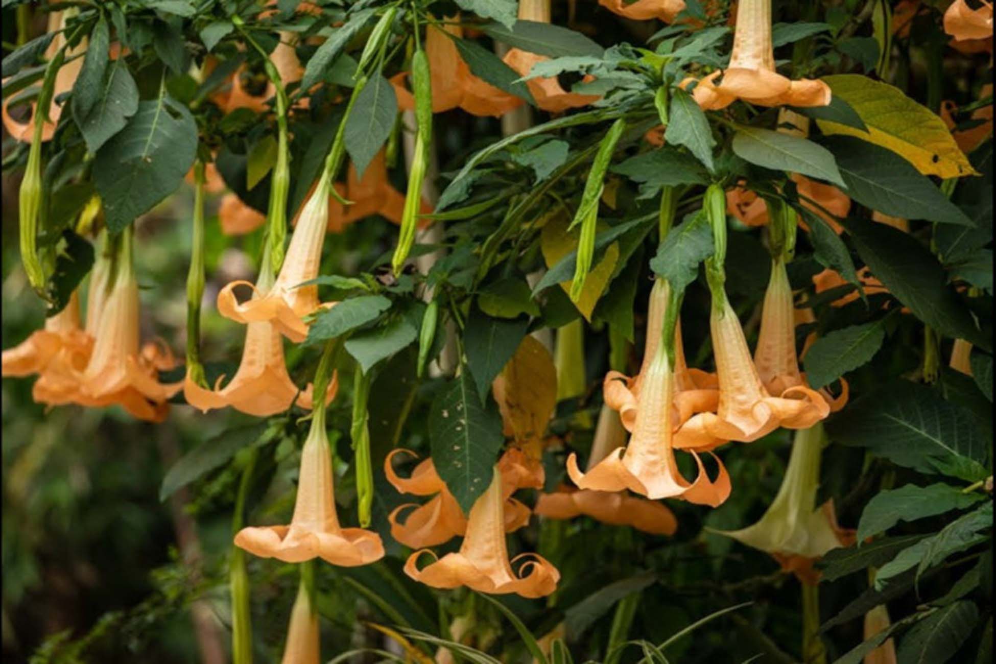 Brugmansia aurea