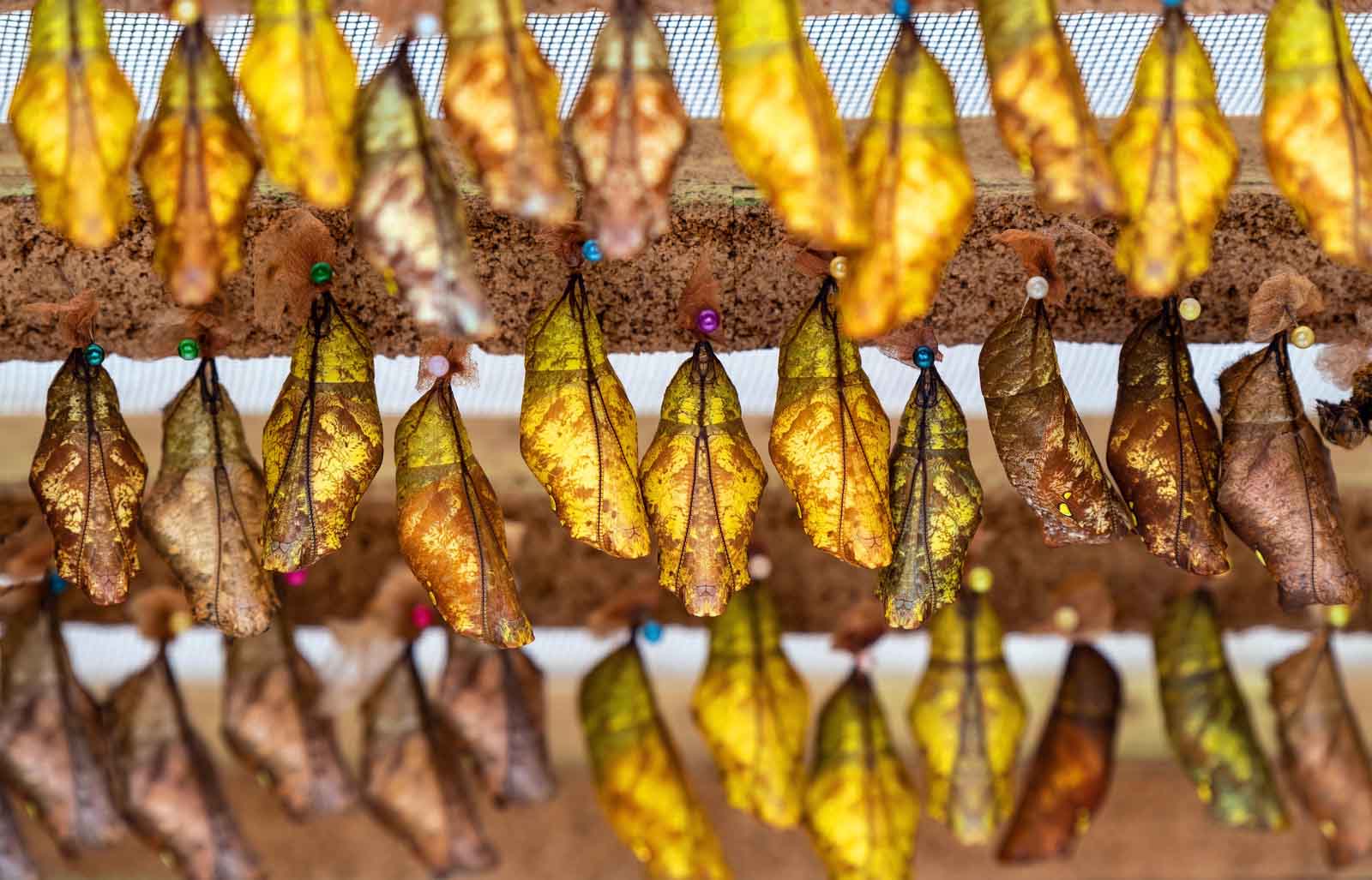 Butterfly farm | Mindo Ecuador