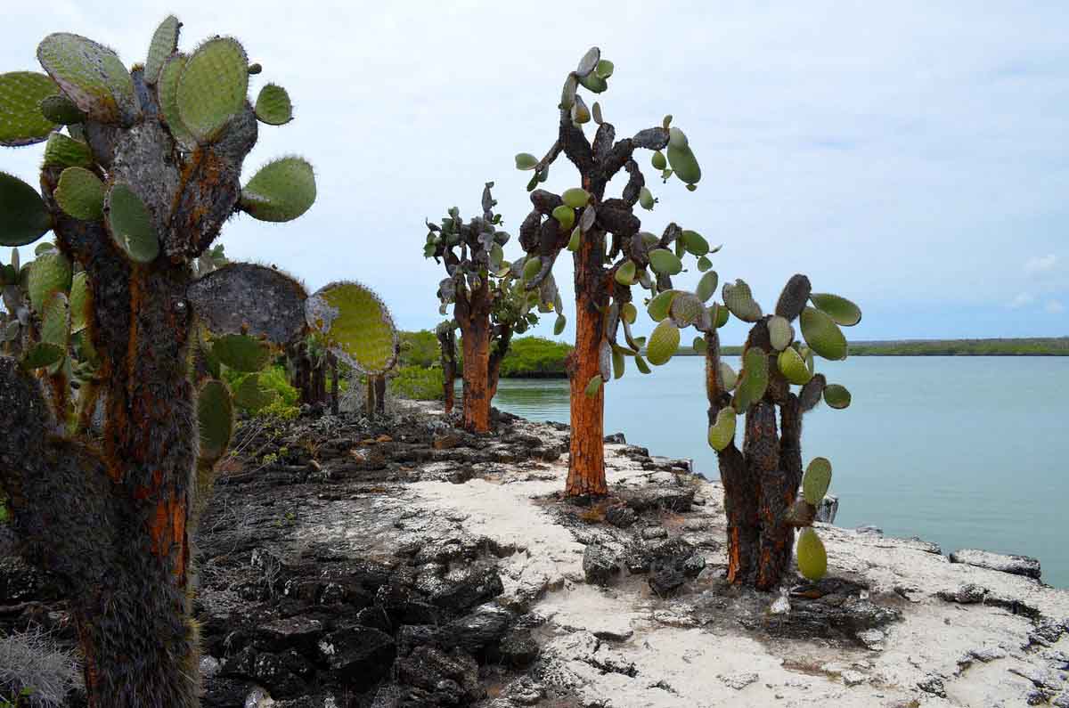 Ancient Cacti | Santa Cruz Island | Tortuga Bay