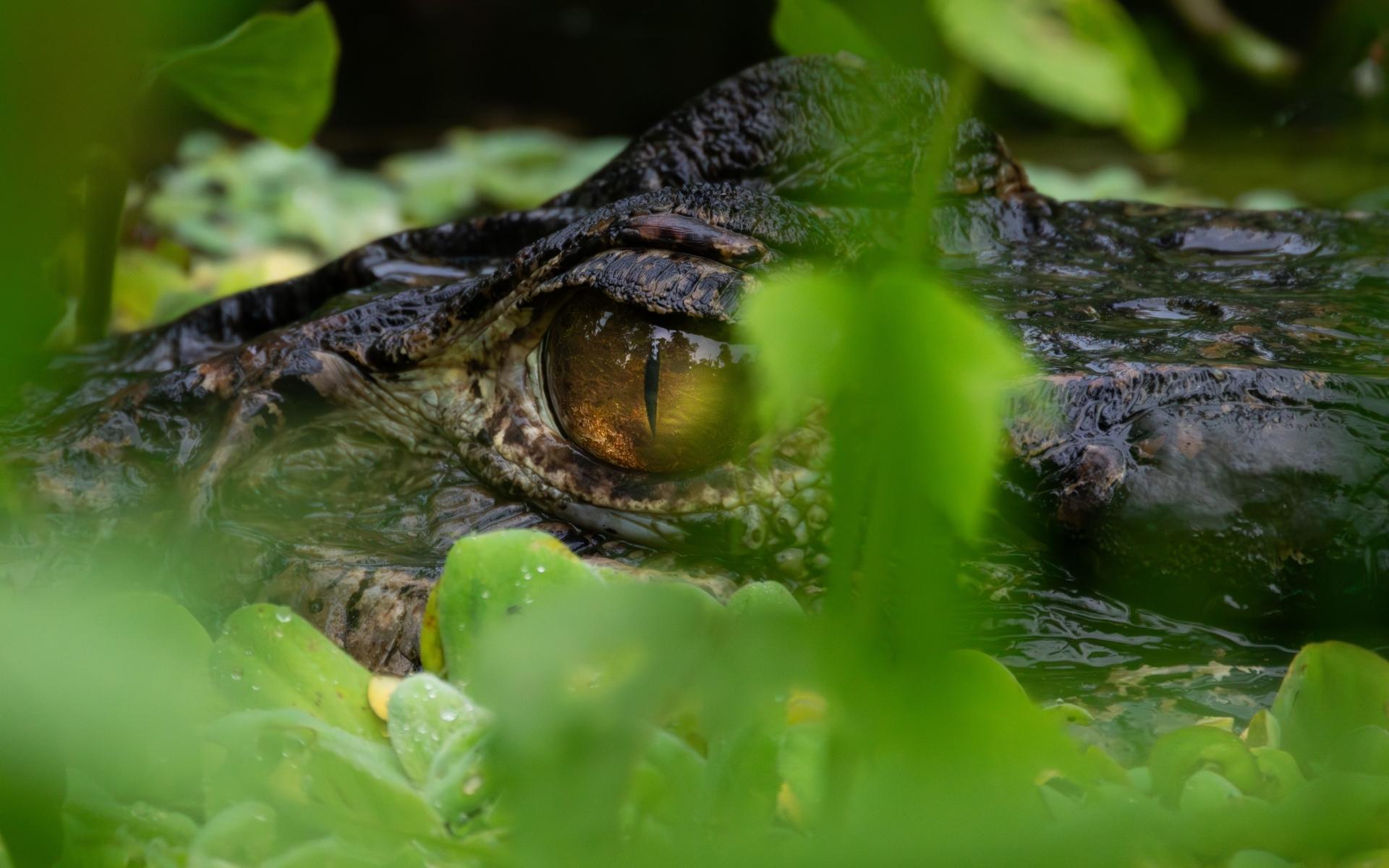 Caiman - Napo - Ecuador