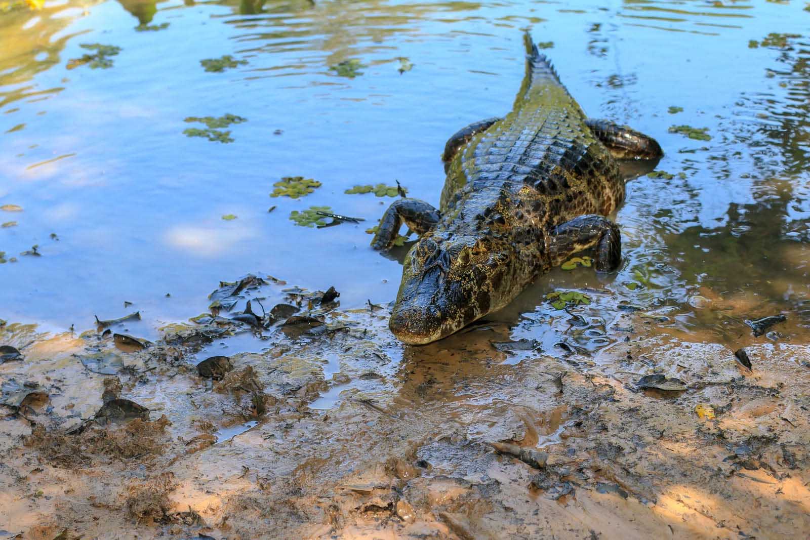 Caiman | Pantanal National Park