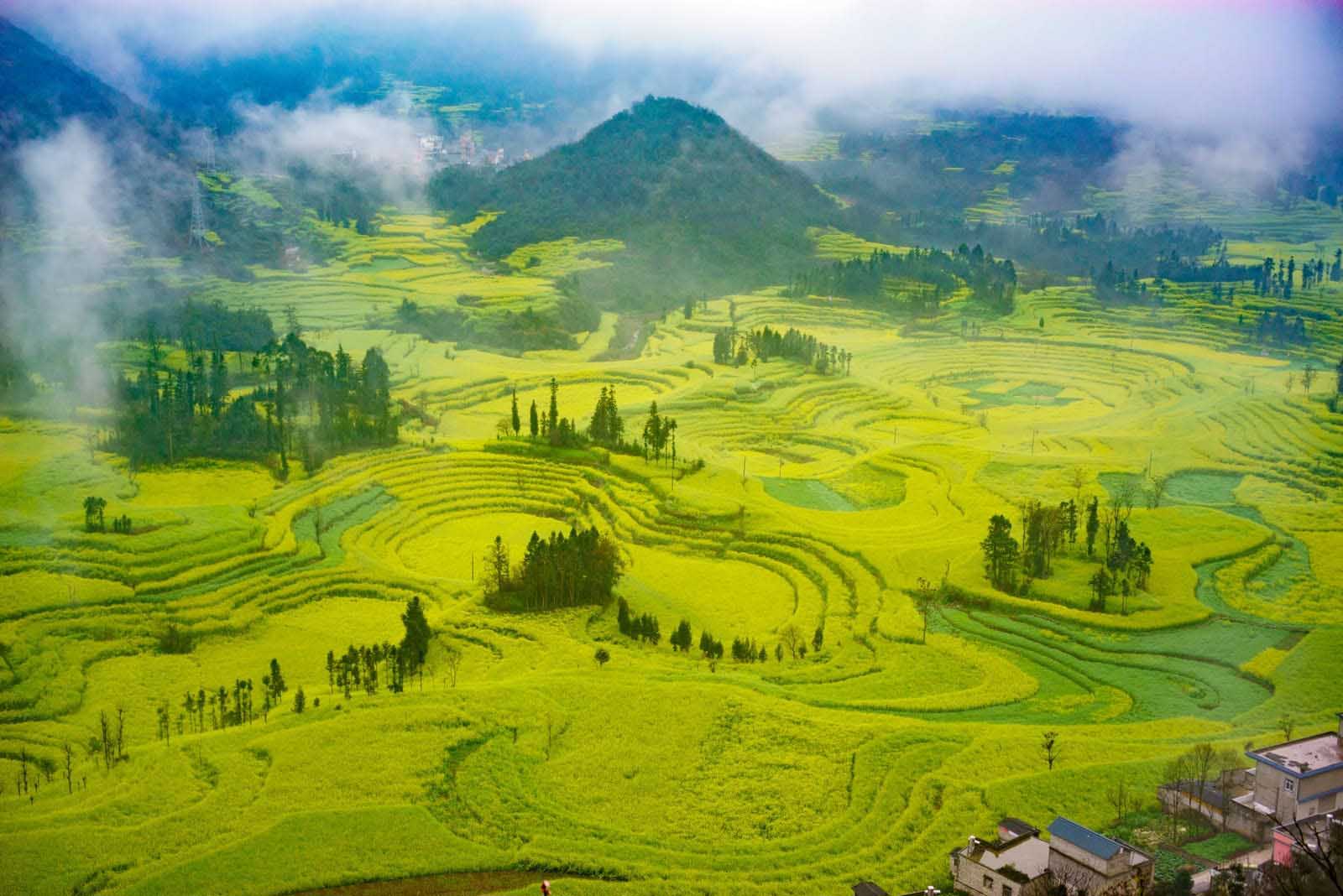 Canola Flower Fields, Luoping – China