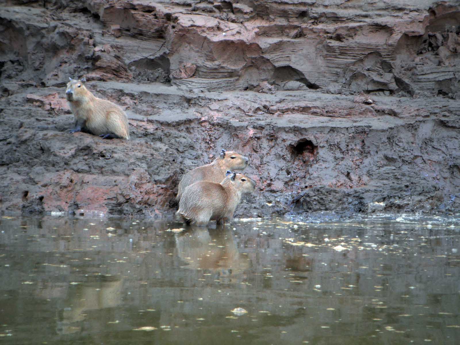 Capybara | Tambopata National Reserve | Peru