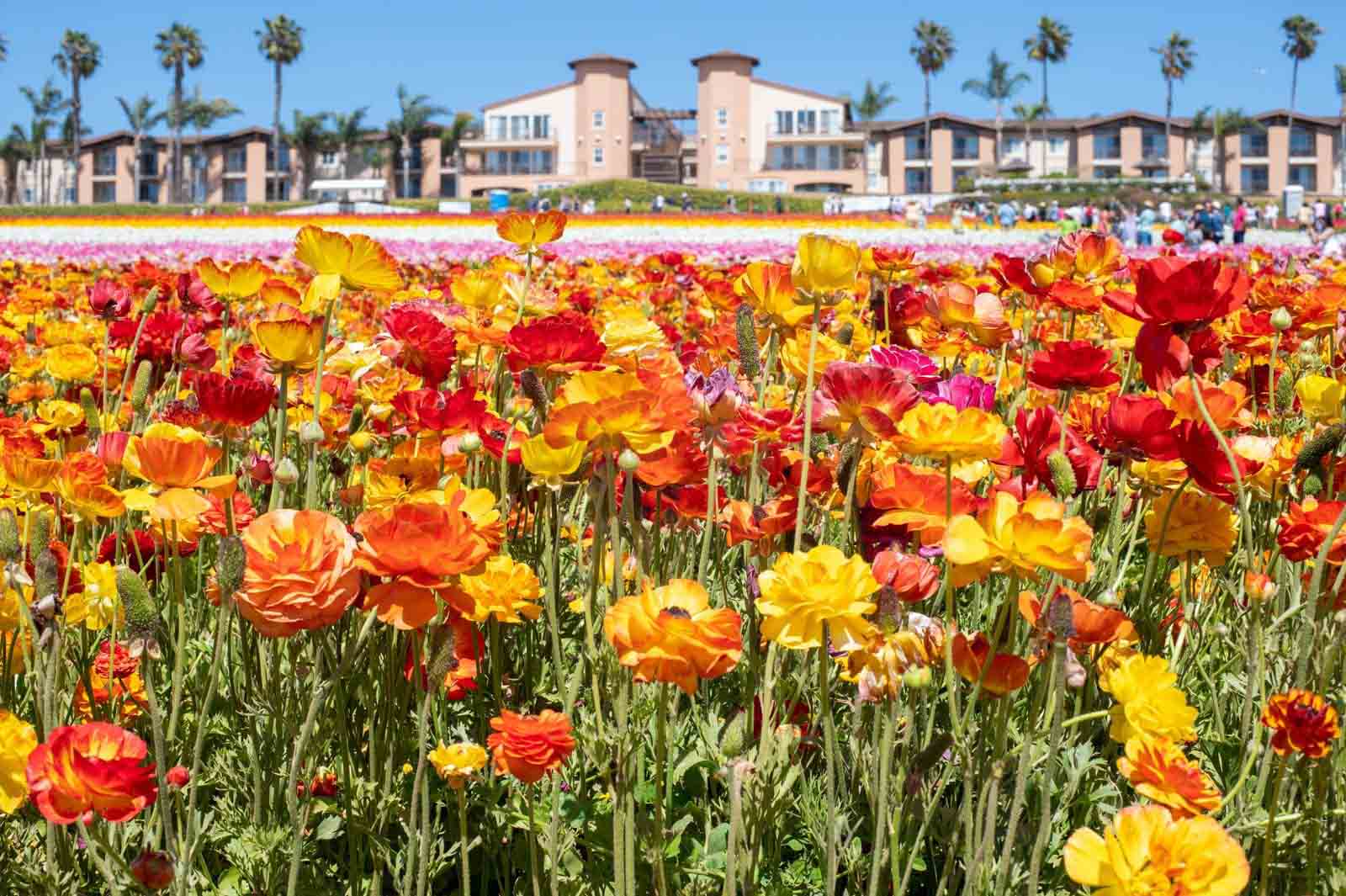 Carlsbad Flower Fields, California – USA