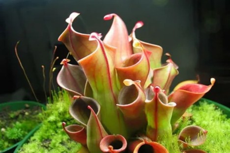 Carnivorous plant