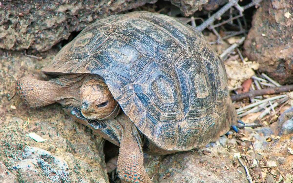 Charles Darwin Research Station