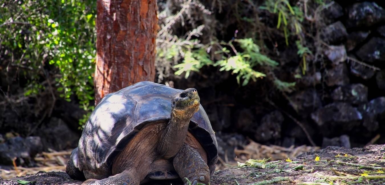 Charles Darwin Research | Galapagos
