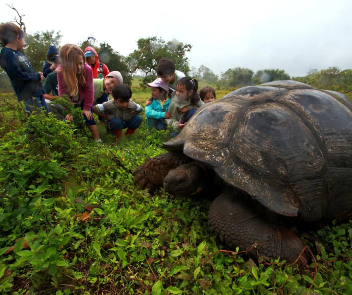 Children learning about the Galapagos giant tortoise 