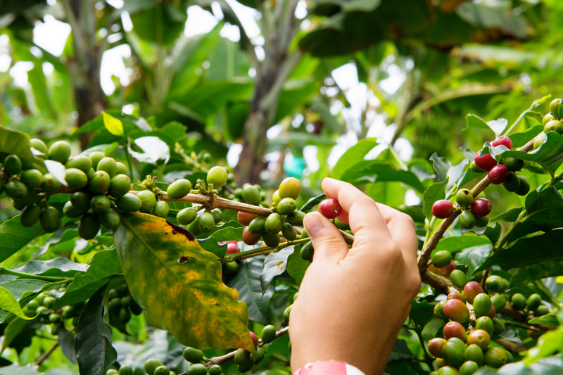 Coffe Beans | Coffe Region | Colombia