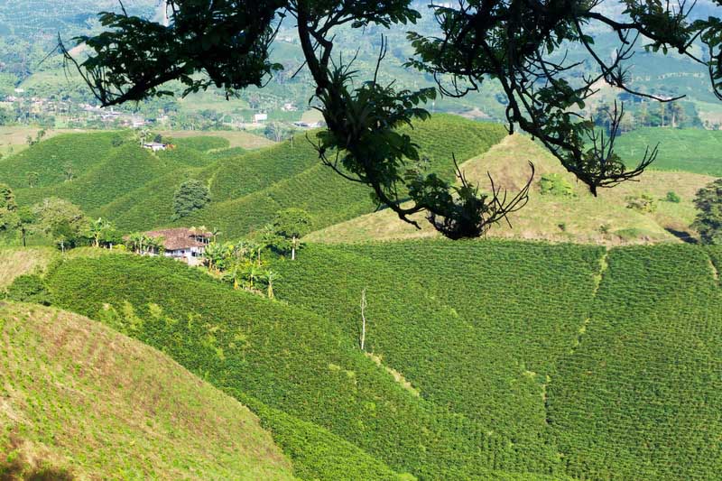 Coffe Triangle | Coffe Region | Colombia