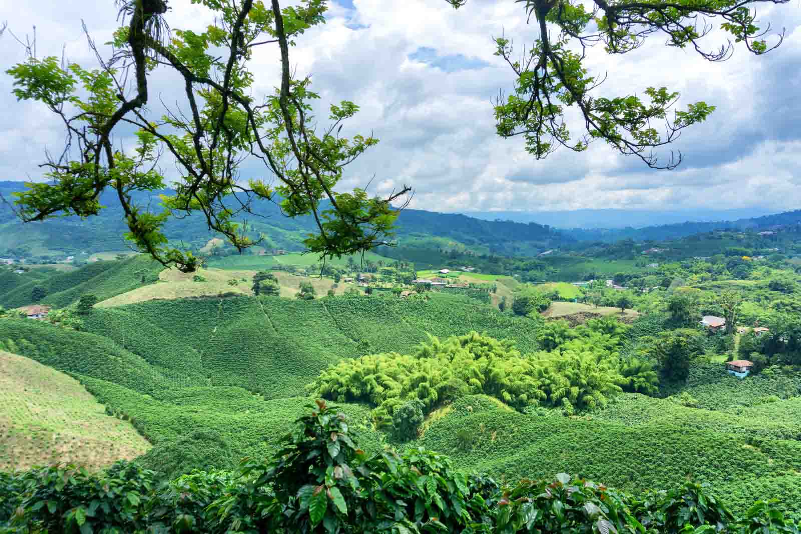 Coffee Cultural Landscape | Colombia