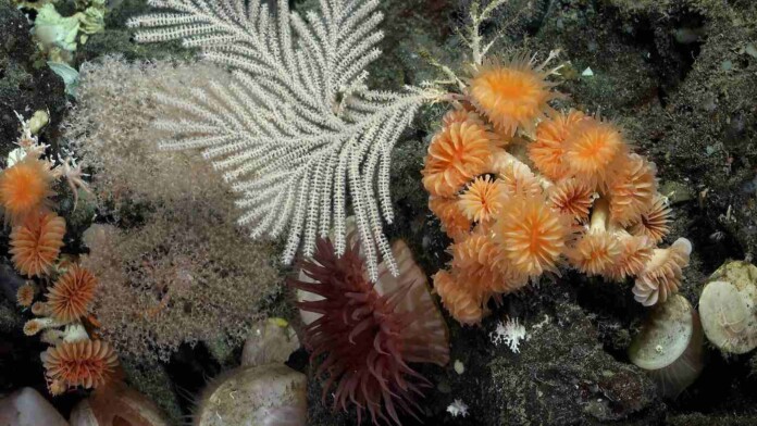Corals in Galapagos