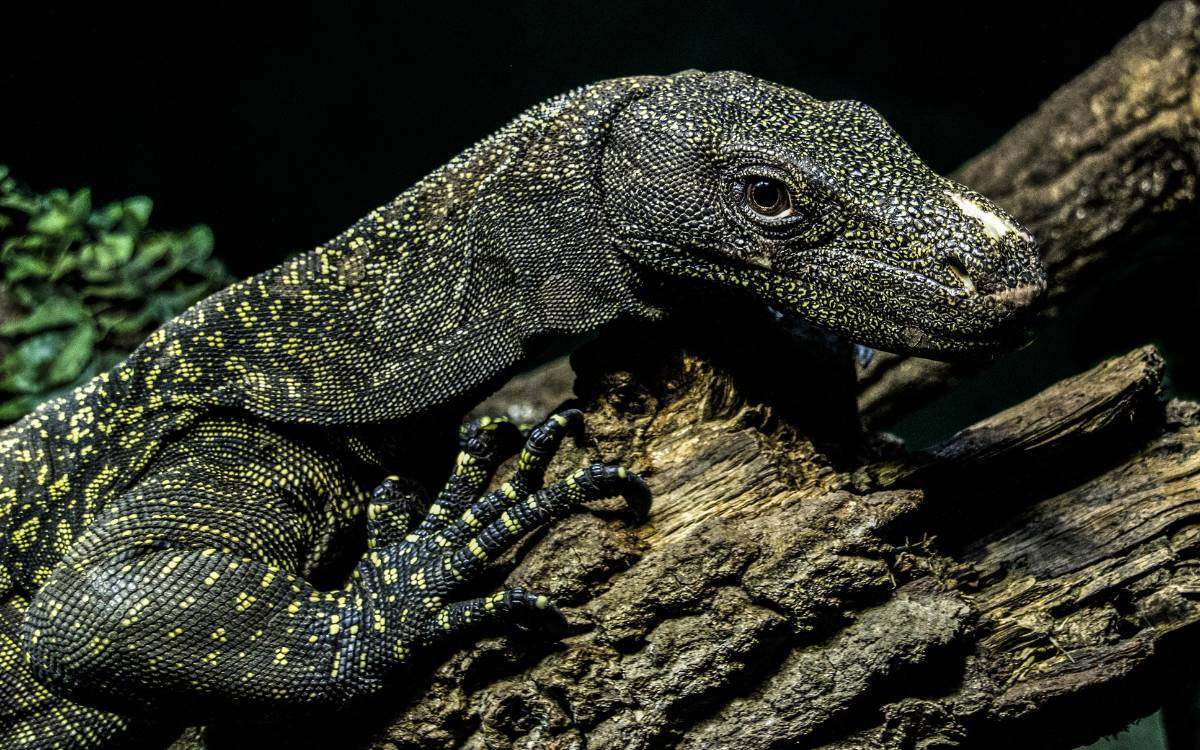 Crocodile Monitor
