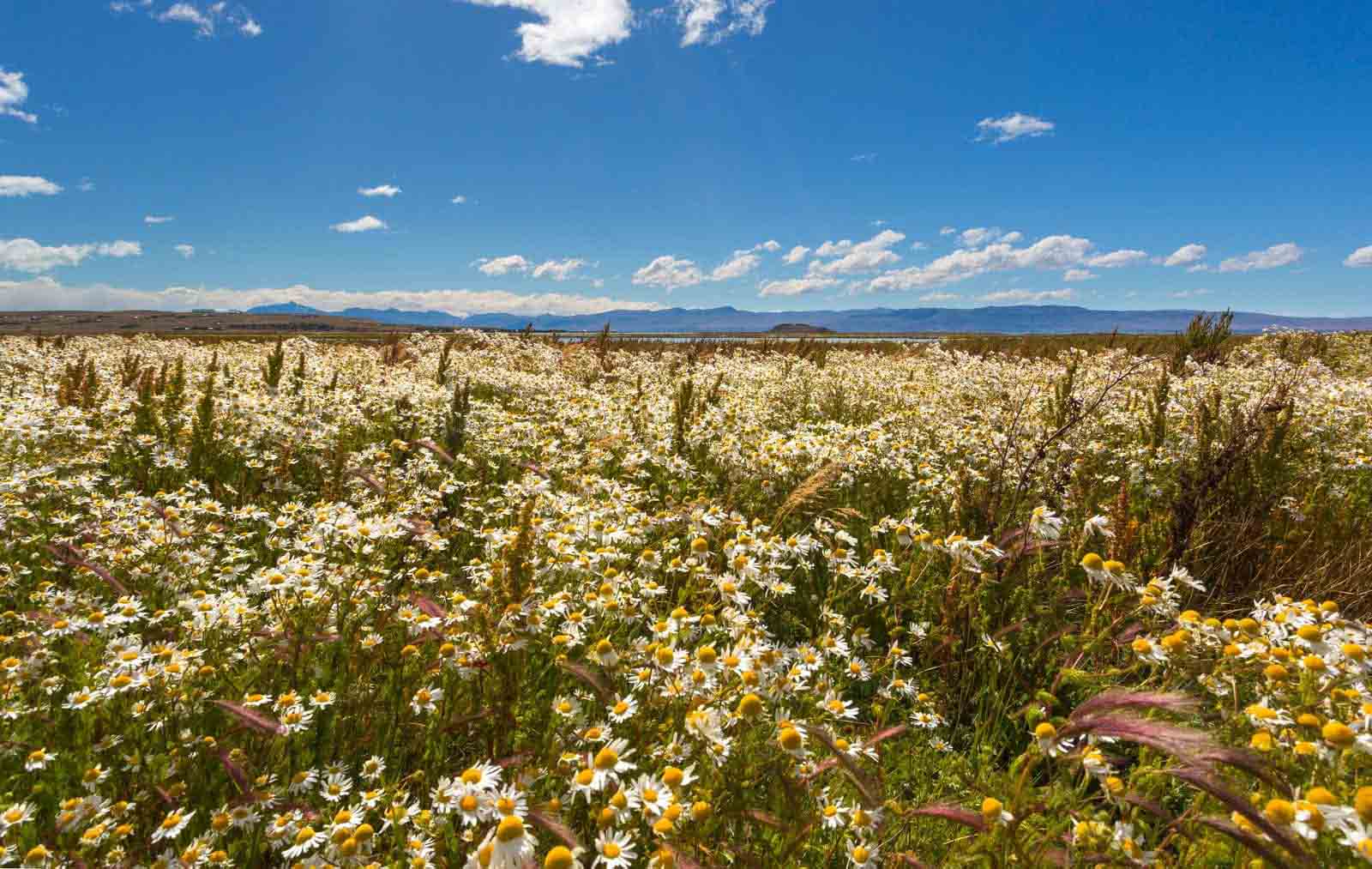 Torres del Paine National Park Daisy Flower Field, Chile