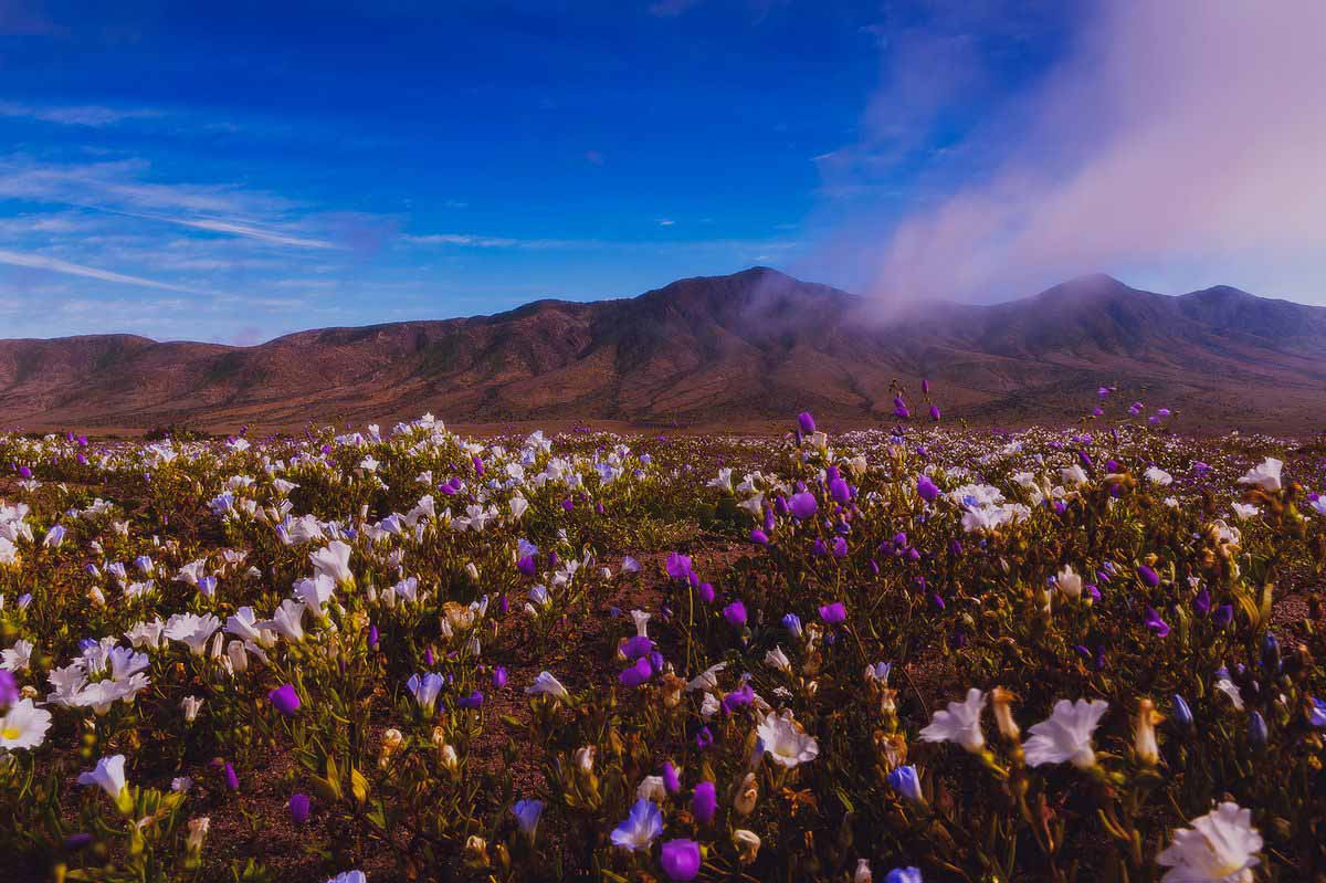 Garra de león blooms in the Llanos de Challe, one parts of the Atacama Desert near Copiapó