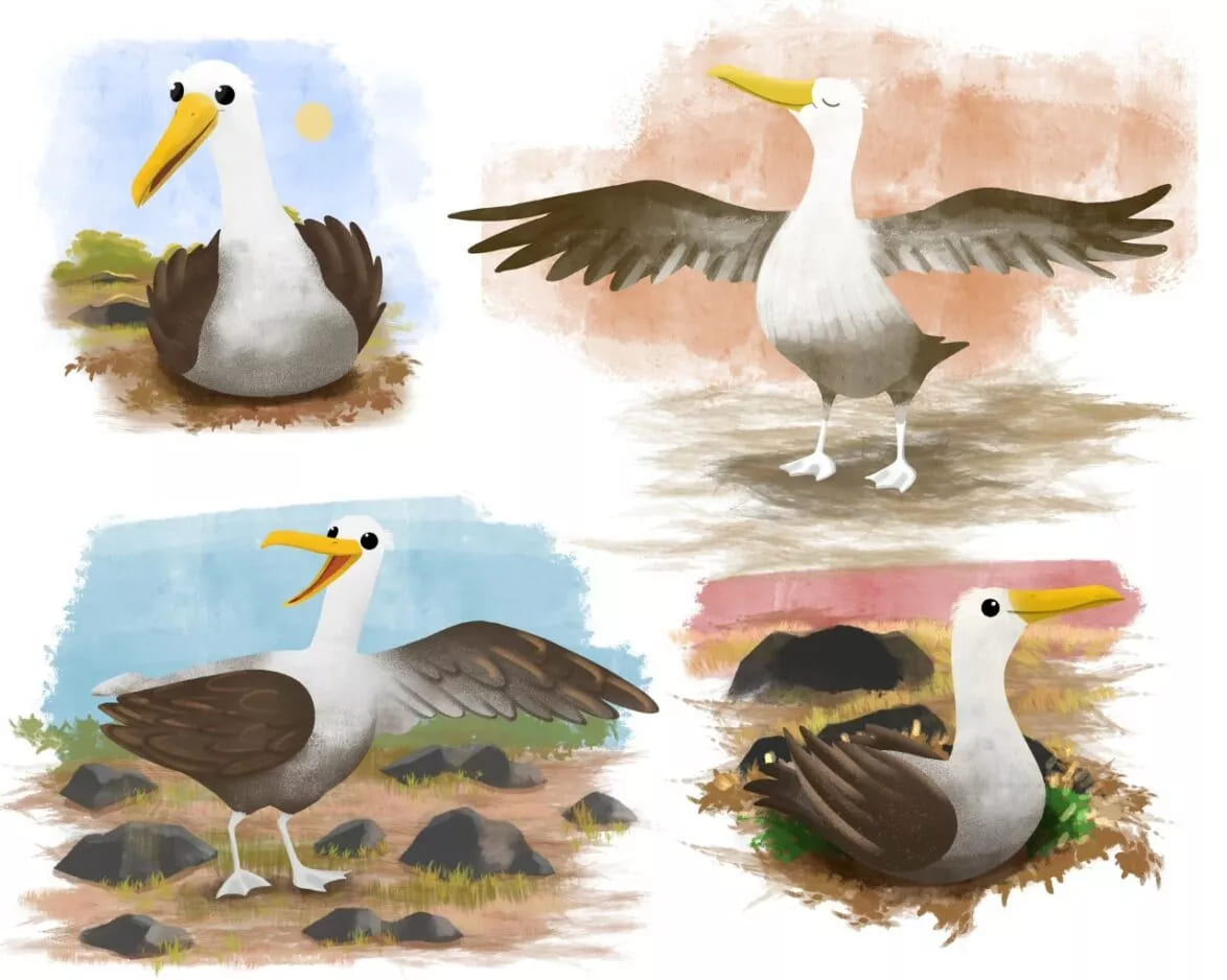 Different illustrations of Alberto the waved albatross