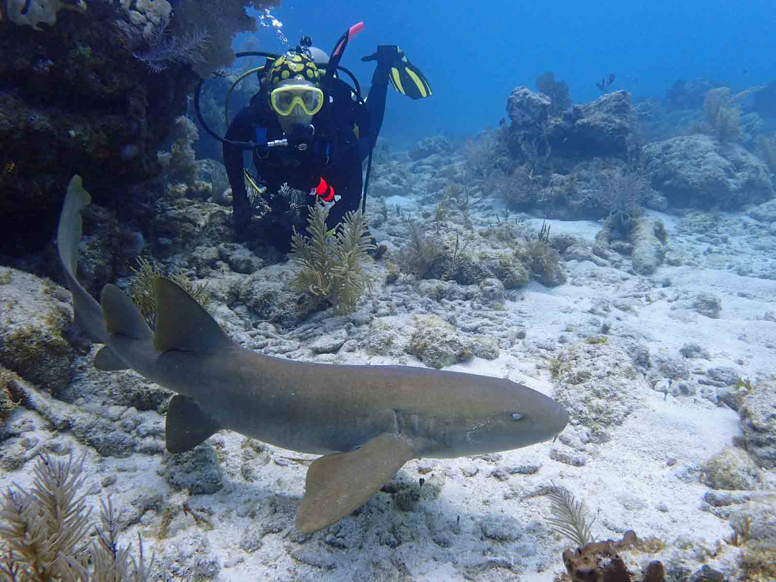 Navigating Safely | Embarking on an Underwater Odyssey with Galapagos Sharks 