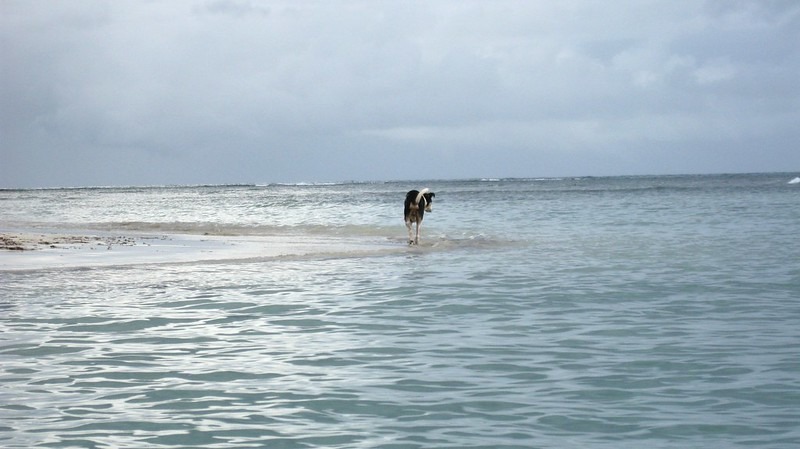 Invasivespecies | Galapagos