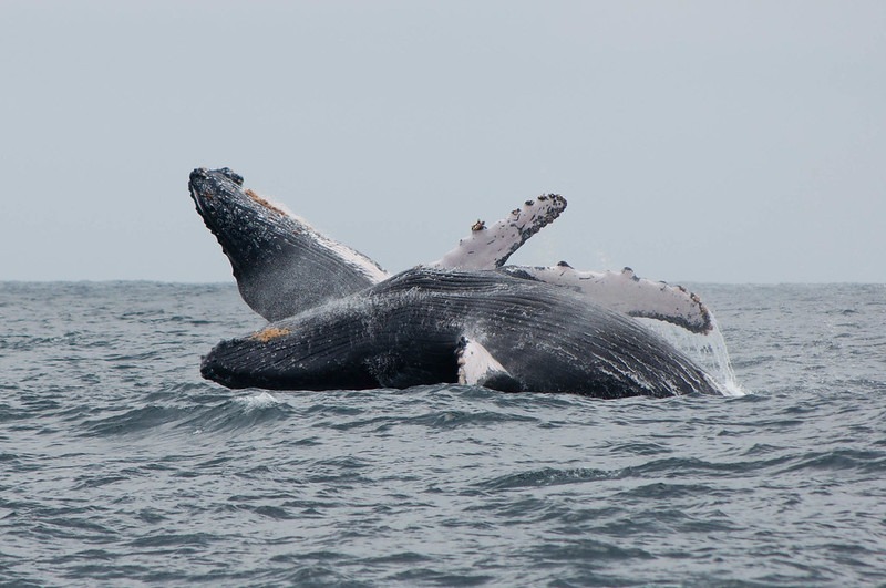 Ecuador Whale