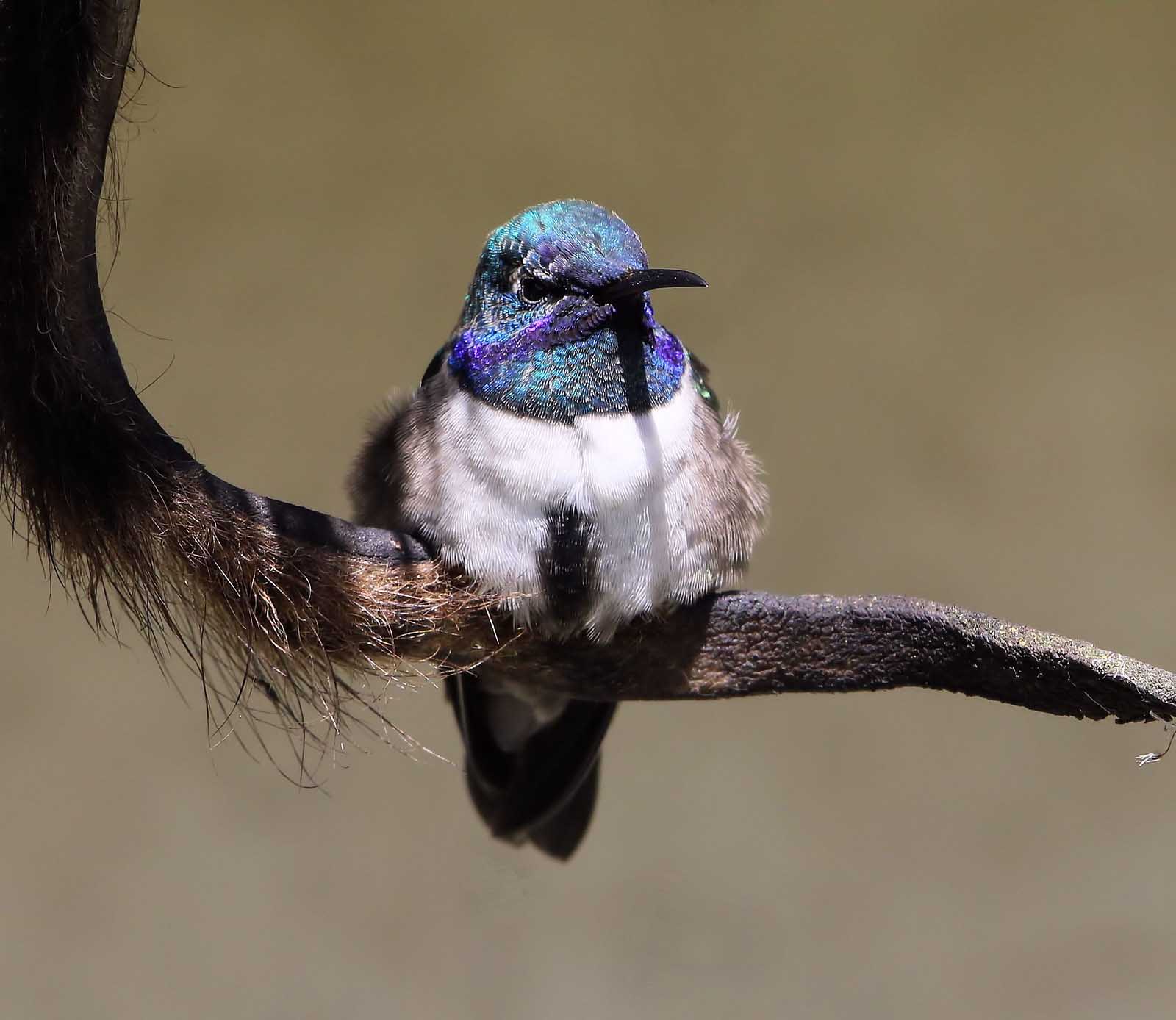 Ecuadorian Hillstar Hummingbird Chakana Reservev